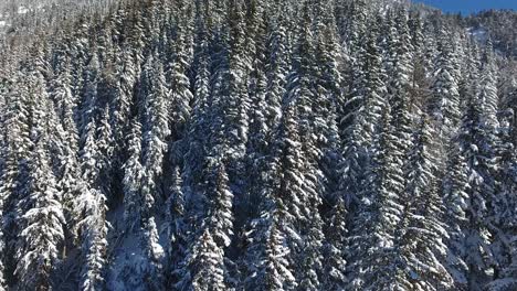 Aerial-shot-flying-over-snowy-coniferous-trees.-La-plagne,-France.